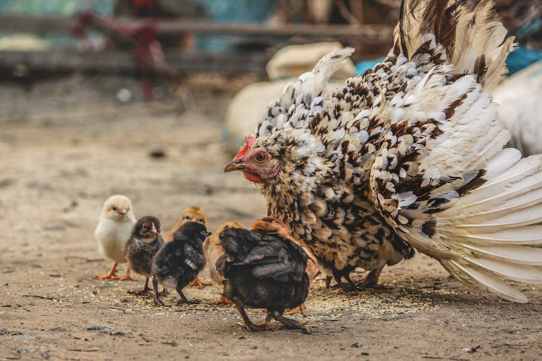 What is a Broody Hen? - casadechicka