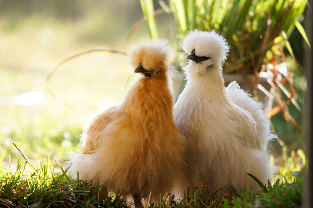 What is a Silkie Chicken? - casadechicka