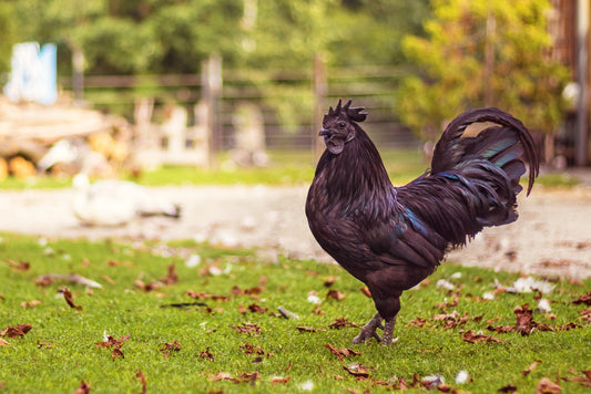 What is the Rarest Breed of Chicken? - casadechicka