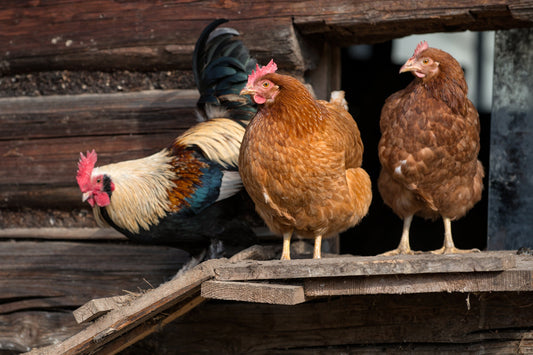 What Kind Of Bedding is Best for a Chicken Coop? - casadechicka