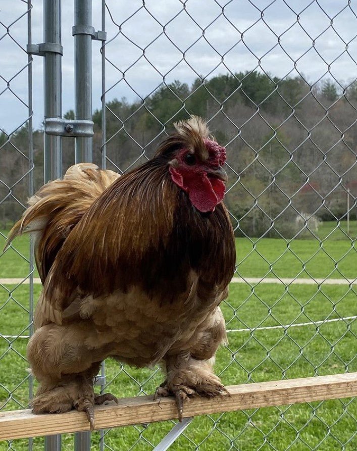 What To Do If You Have An Aggressive Rooster? - casadechicka