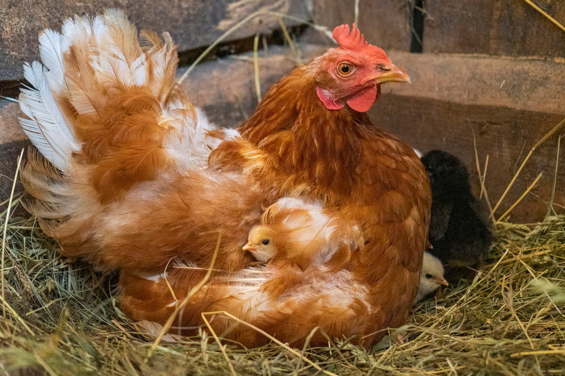 What to do if your hen is broody - casadechicka