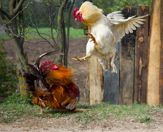 What to Do if Your Roosters Are Fighting - casadechicka