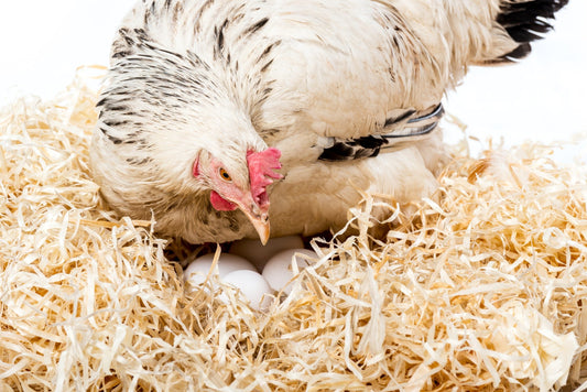 When Do Chickens Start Laying Eggs? - casadechicka