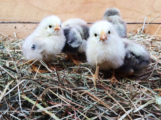 Where to Find Chickens: Hatcheries, Farms, Stores, and Eggs, Oh My! - casadechicka