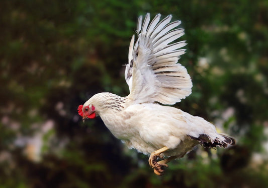 Why Can't Chickens Fly? Unraveling the Mystery of Flightless Fowls - casadechicka