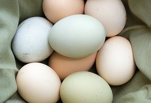 Why Do Chickens Stop Laying Eggs? - casadechicka