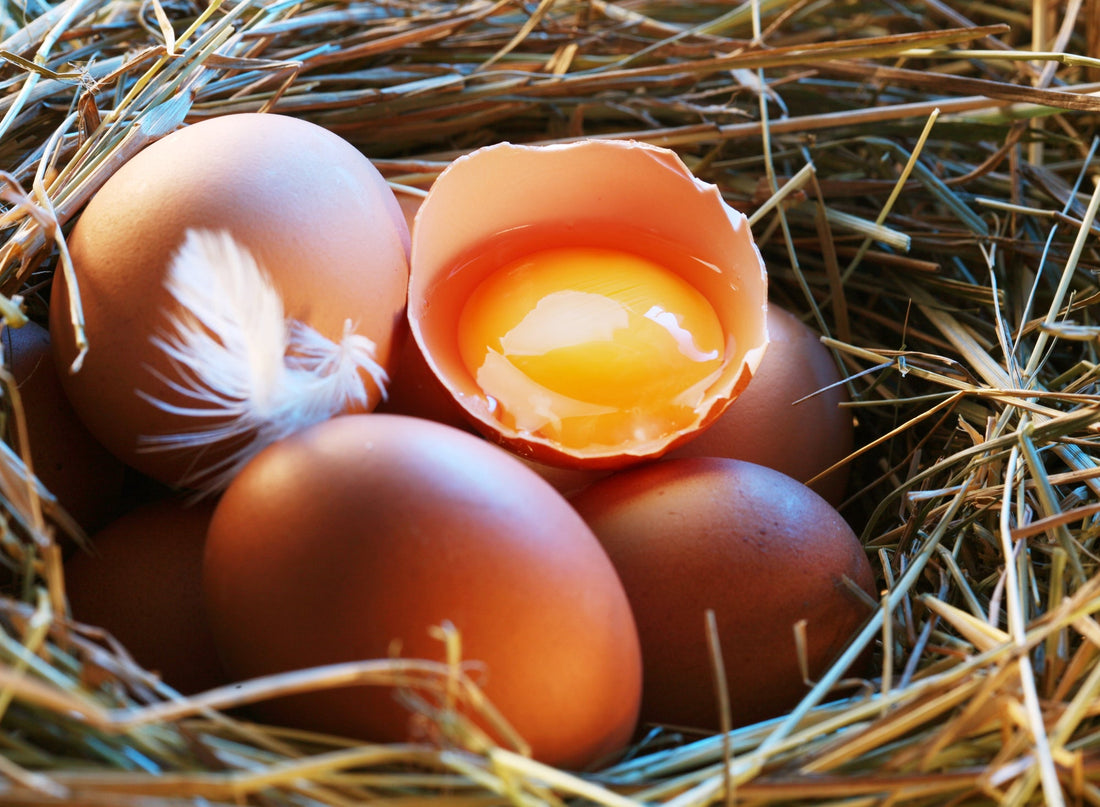 Why Have My Chickens Stopped Laying Eggs? - casadechicka