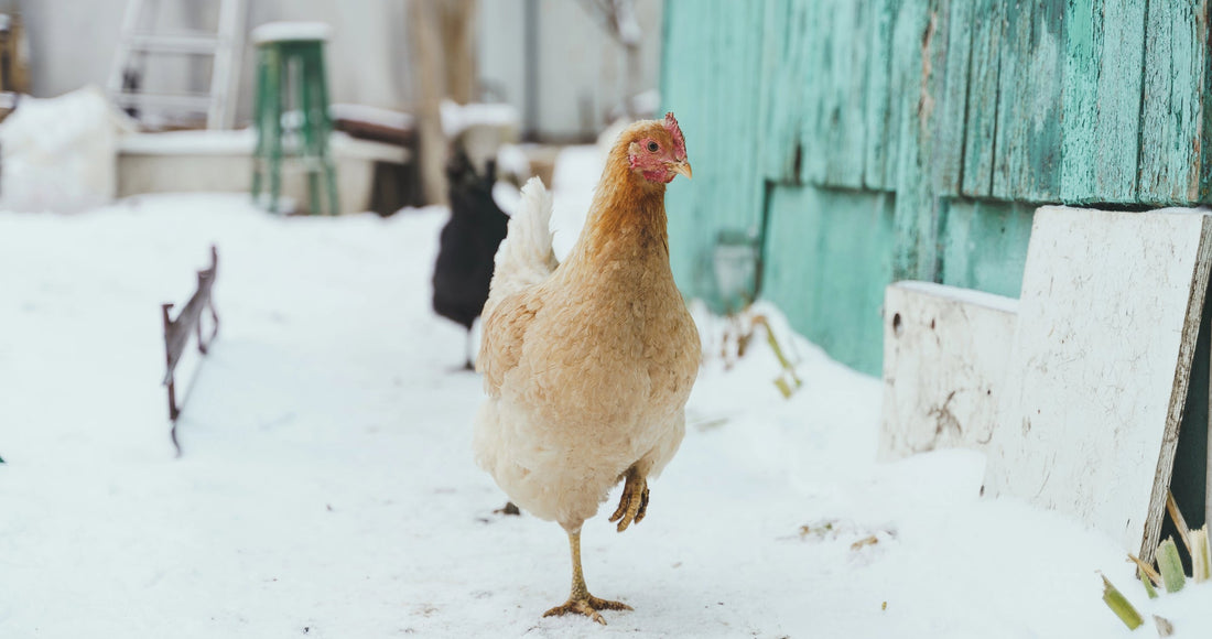 Winter Chicken Care 101: How to Keep Your Flock Happy and Healthy in Cold Weather - casadechicka