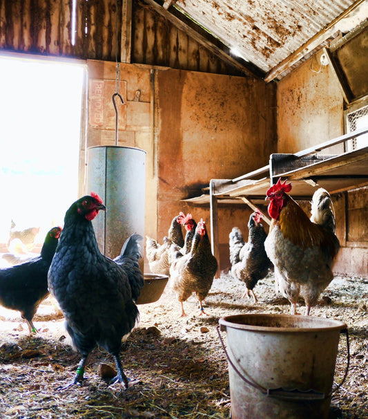 Winter Chicken Care: Keeping Your Flock Healthy and Warm in Cold Weather - casadechicka