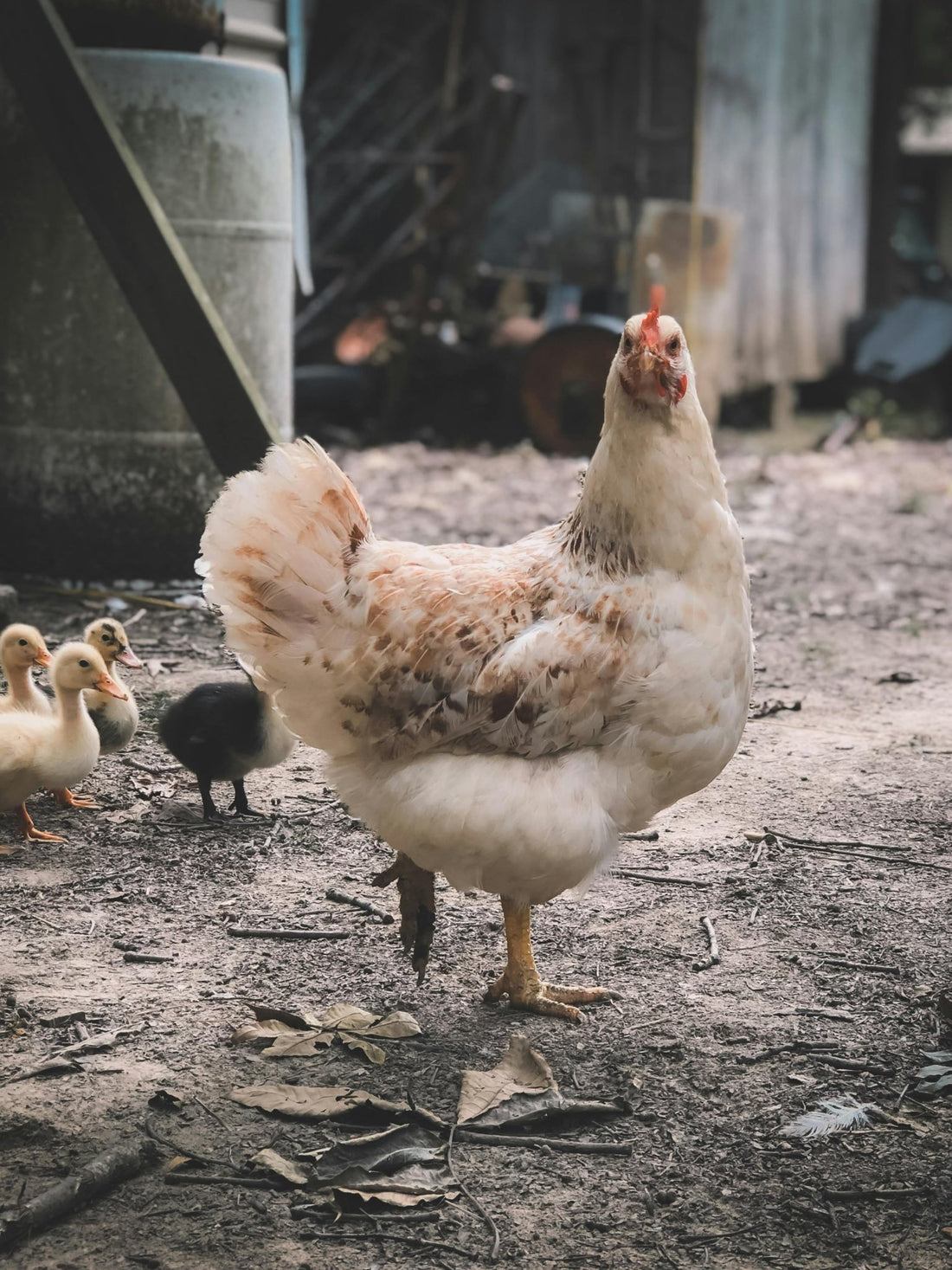 Winter Egg Production: Navigating the Chilly Ebb and Flow of the Coop - casadechicka