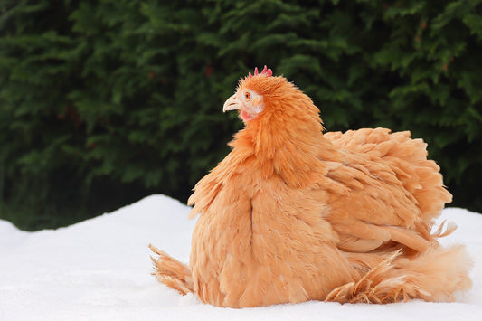 Winter-Ready Feeding Frenzies: The Ultimate Guide to Seasonal Chicken Diet Adjustments! - casadechicka