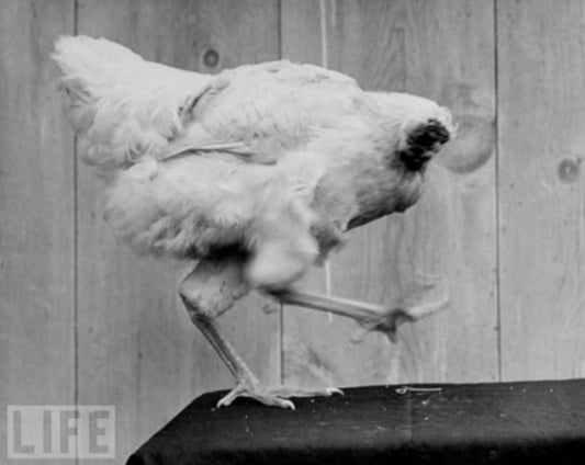 Zombie Chickens? The Truth Behind the Headless Chicken Myths - casadechicka