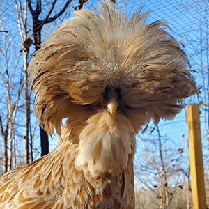 Rarest chicken breed