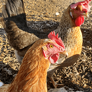 Backyard poultry farming