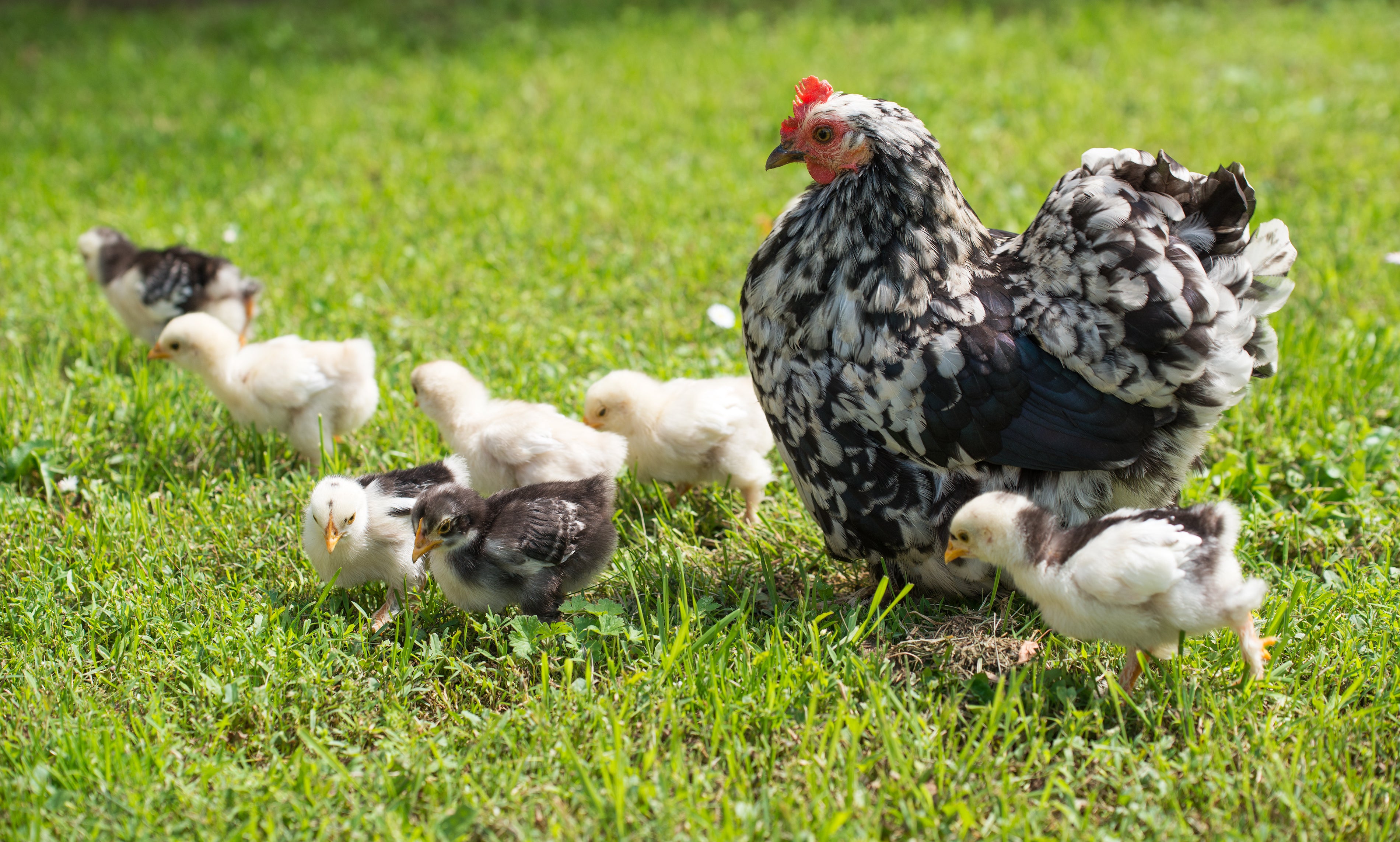 cochin hen with chicks in grass