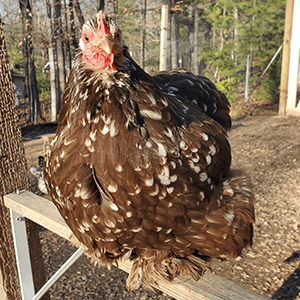 backyard poultry farming