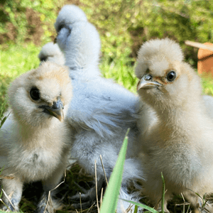 Raising chickens